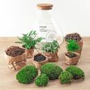 Jardin en bouteille "Sam xl" - Terrarium pour plantes DIY - hauteur 35cm