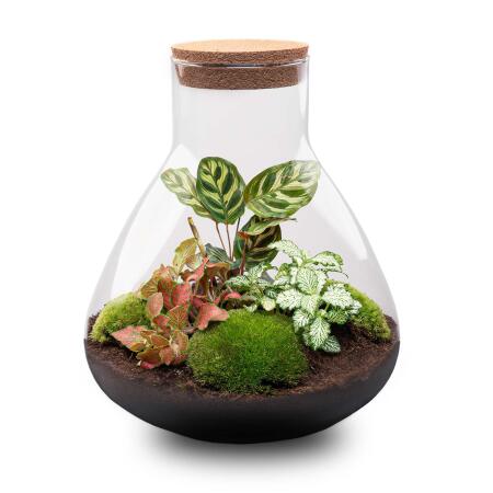 Bottle garden "Sam xl" - red - DIY plant terrarium - 35cm high