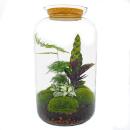 Bottle garden "Botanical Sven xl" - DIY plant...