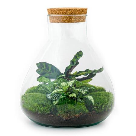 Jardin en bouteille "Sammie" - Terrarium pour plantes DIY - hauteur 27 cm