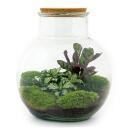 Jardin en bouteille "Teddy" - DIY-terrarium...