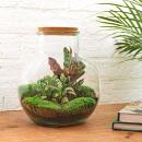 Bottle garden "Teddy" - DIY plant terrarium - 27cm high