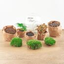 Jardin en bouteille "Dome" - Boule de verre - DIY terrarium pour plantes - 20 cm de haut