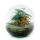 Jardin en bouteille "Dome" - Boule de verre - DIY terrarium pour plantes - 20 cm de haut