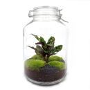 "Mason Jar" bottle garden - DIY plant terrarium...