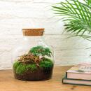 Little Joe" bottle garden - DIY plant terrarium -...