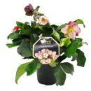 Christrose Schneerose Helleborus Ice n Roses mit vielen...