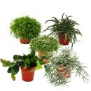 Rhipsalis - coral cactus - in 12cm pot - succulent...