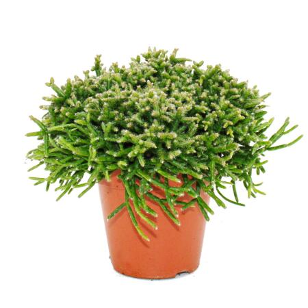 Rhipsalis burchelli - Cactus corail - en pot de 12cm - plante dintérieur succulente