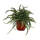 Rhipsalis baccifera horrida - Korallenkaktus - im 12cm...