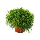 Rhipsalis baccifera Oasis - Cactus corail - en pot de...