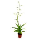 Mini bromeliad trio - set of 3 plants with unusual...