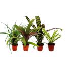 Mini-Bromelien-Set "Natures Touch" - 4 Pflanzen...