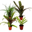 Mini bromeliad set "Natures Touch" - 4 plants...