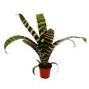 Mini-Bromelien-Set "Natures Touch" - 4 Pflanzen mit ausgefallener natürlicher Optik - 5,5cm Topf