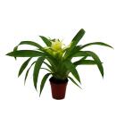 Mini-Guzmania-Trio - Set with 3 colorful bromeliads in 3...