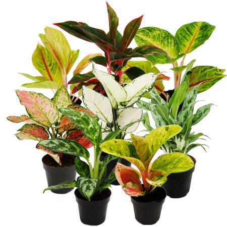 Aglaonema - Buntblättriger Kolbenfaden - Ausgefallene Sorten - 12cm - ca. 25-30cm hoch