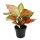 Aglaonema Crimson Love - Buntblättriger Kolbenfaden - Ausgefallene Sorten - 12cm - ca. 25-30cm hoch