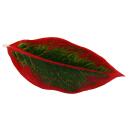 Aglaonema Jungle Red - Filament dépi bigarré - Variétés originales - 12cm - hauteur env. 25-30cm