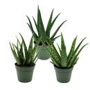 Aloe MEDIVERA - Neue Aloe vera Züchtung - 14cm Topf...