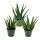 Aloe medivera - Nouvelle variété dAloe vera - pot de 14cm - hauteur denviron 30cm