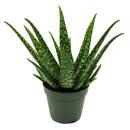 Aloe medivera Tropical - Nouvelle variété...