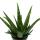 Aloe medivera Tropical - Nouvelle variété dAloe vera - pot de 14cm - hauteur denviron 30cm