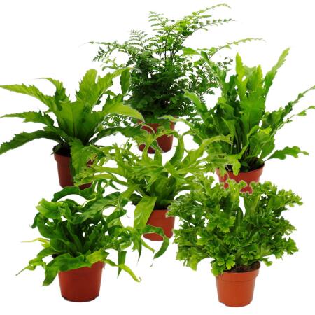 Asplenium - variétés spéciales de fougères pour la chambre - fougère nid - pot de 12cm - hauteur environ 25cm