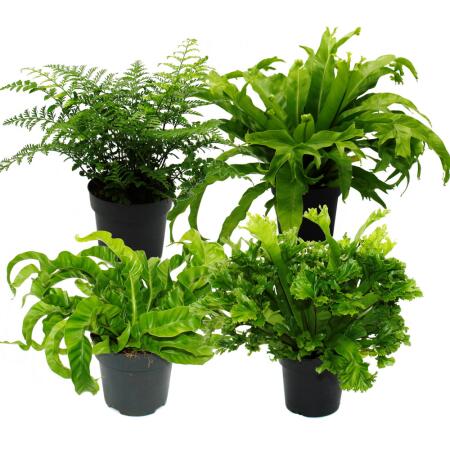 Asplenium - variétés spéciales de fougères pour la chambre - fougère nid - pot de 17cm - hauteur environ 30-40cm