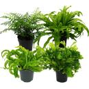 Asplenium - special fern varieties for the room - nest...