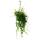 Lipstick plant - pubic flower - Aeschynanthus japhrolepis - hanging plant in 15cm hanging pot