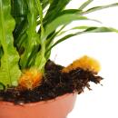 Snakeskin fern - Rabbits foot fern - Aglaomorpha coronans...