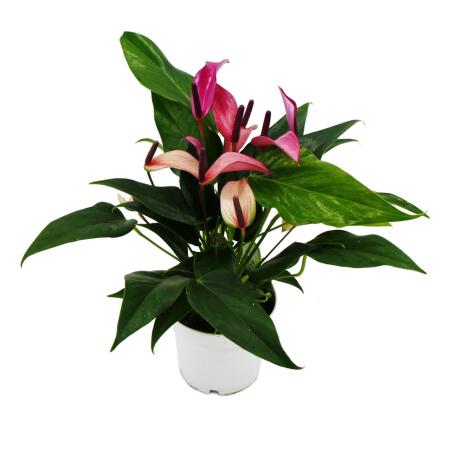 Anthurium andreanum "Zizou" - Anthurium - pot de 12cm - floraison violette