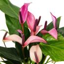 Anthurium andreanum "Zizou" - Anthurium - pot de 12cm - floraison violette