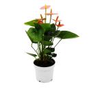 Anthurium andreanum "Spirit" - Anthurium - pot...