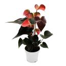 Regenbogen-Flamingoblume - Anthurium andreanum...