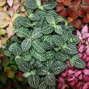 Fittonia - Plante mosaïque - Pot de 12cm - Couleurs...