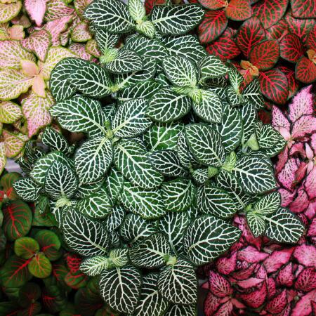 Set de 3 plantes mosaïques - Fittonia - pot de 9cm - couleurs superbes