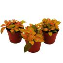 Set of 3 mosaic plants - silver net leaf - Fittonia - 9cm...