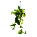 Ivy trio - 3 different varieties of climbing Epipremnum...