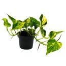 Epipremnum aureum "NJoy Gold" - ivy -...