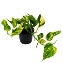 Epipremnum aureum "NJoy Gold" - Efeutute -...