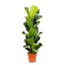 Ficus lyrata - violin fig - solitary plant in 24cm pot