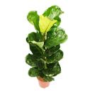 Ficus lyrata - violin fig - solitary plant in 24cm pot