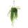 Hanging Cactus - Lepismium bolivianum - Pfeiffera - Spikeless Leaf Cactus - 15cm hanging pot