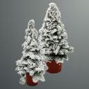 Kerosene tree - Christmas tree with snow - Christmas...