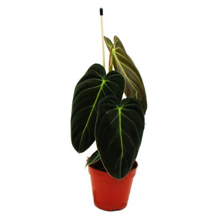 Philodendron melanochrysum - the black and gold tree friend - 12cm pot