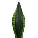 Sansevieria trifasciata "Silver Flame" -...