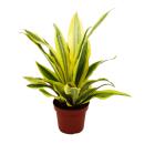 Sansevieria aubrytiana "Yellowstone" - Goldener...