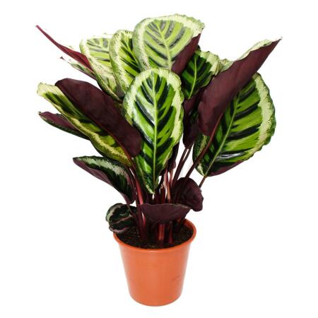 Plante dombre XXL au feuillage insolite - Calathea roseapicta "Angela" - pot de 19cm - hauteur env. 70-80cm